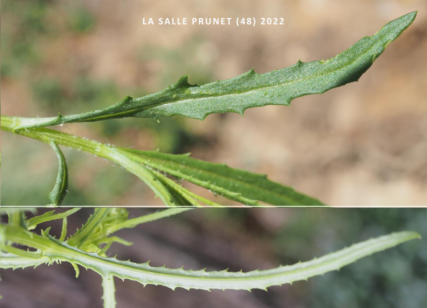 Ragwort, Narrow-leaved leaf